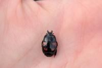 Hister quadrimaculatus