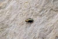 Crepidodera
