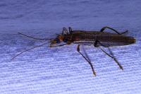 Oedemera femoralis