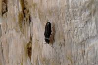 Cardiophorus rufipes