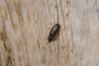 Cardiophorus rufipes