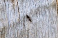 Aleochara