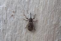 Dorytomus