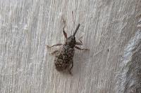 Dorytomus