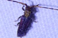 Deroplia genei