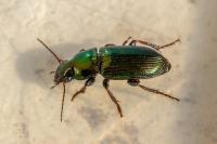 Harpalus affinis