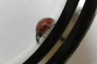 Coccinella septempunctata