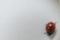 Coccinella septempunctata