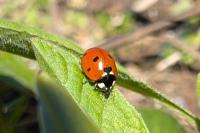 Coccinella septempunctata