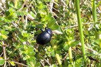 Timarcha goettingensis