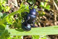 Timarcha goettingensis