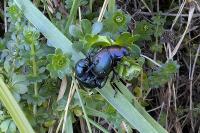 Timarcha goettingensis