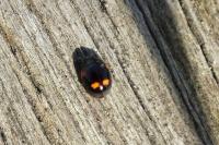 Adalia bipunctata