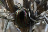 Chrysolina americana