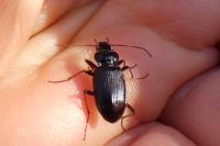 Nebria brevicollis