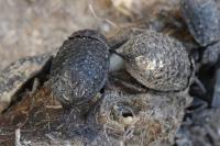 Trox perlatus