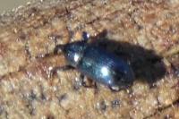 Aulacobaris coerulescens