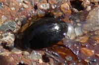Hydrobius
