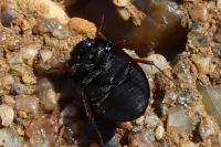 Hydrobius