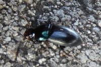 Harpalus dimidiatus