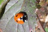 Coccinella septempunctata
