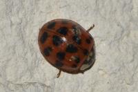 Harmonia axyridis