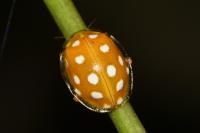 Halyzia sedecimguttata