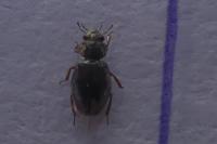 Ochthebius