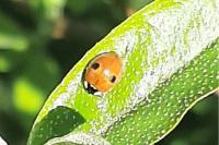Adalia bipunctata
