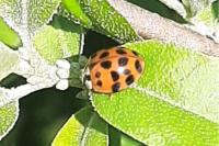 Harmonia axyridis