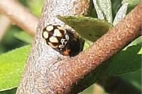 Adalia decempunctata
