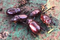Oryctes nasicornis
