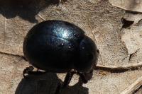 Timarcha goettingensis