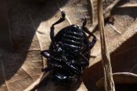 Timarcha goettingensis