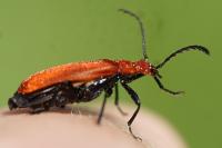 Pyrochroa serraticornis