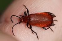 Pyrochroa serraticornis