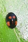 Adalia bipunctata