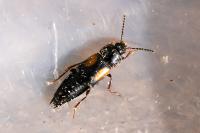 Tachinus subterraneus