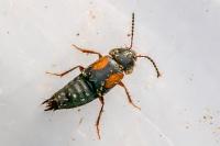 Tachinus subterraneus