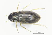 Helophorus dorsalis