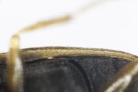 Helophorus dorsalis