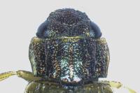 Helophorus dorsalis