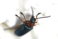 Oulema melanopus/duftschmidi