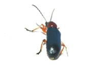 Oulema melanopus/duftschmidi