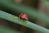 Subcoccinella vigintiquatuorpunctata