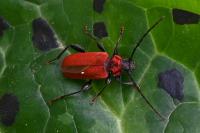 Pyrrhidium sanguineum