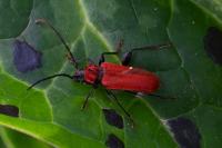 Pyrrhidium sanguineum