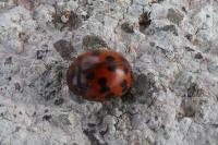 Subcoccinella vigintiquatuorpunctata