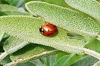 Coccinella septempunctata