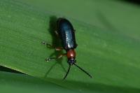 Oulema melanopus/duftschmidi